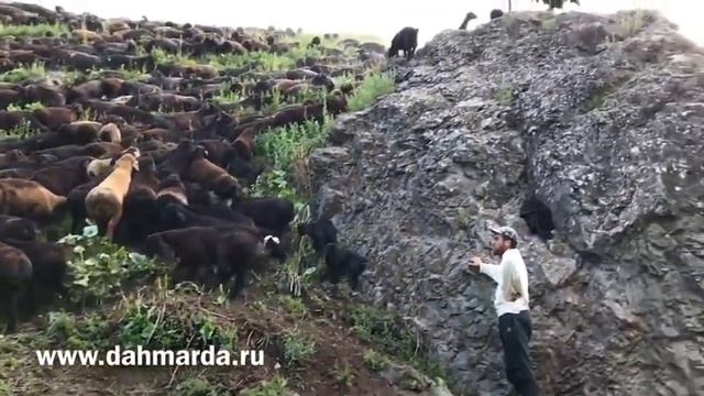 Настоящие гиссарские овцы, ягнята и ярочки смотреть онлайн