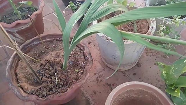 கிலடியோலஸ் வளர்ப்பு | Growing Gladiolus in Tamil смотреть онлайн