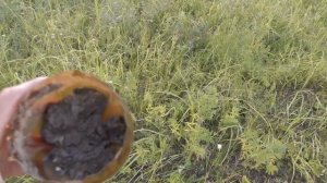 РАЗВЕДКА ДИКИХ ПЧЁЛ ДОЛОЖИЛА - «МЁД ЕСТЬ!», НО СЛУЧИЛАСЬ КАТАСТРОФА.