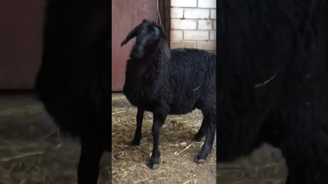 Баранчики гиссарской породы 2021 года в Татарстане. смотреть онлайн