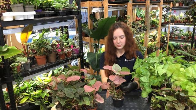 Сингониумы – как вырастить красивый и здоровый куст смотреть онлайн