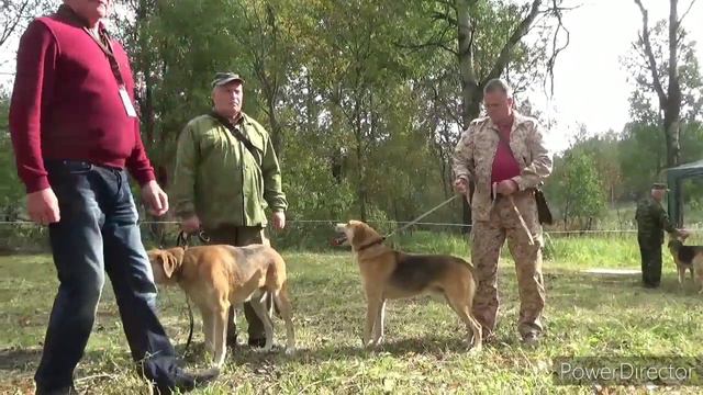 55-я Смоленская областная выставка охотничьих собак смотреть онлайн