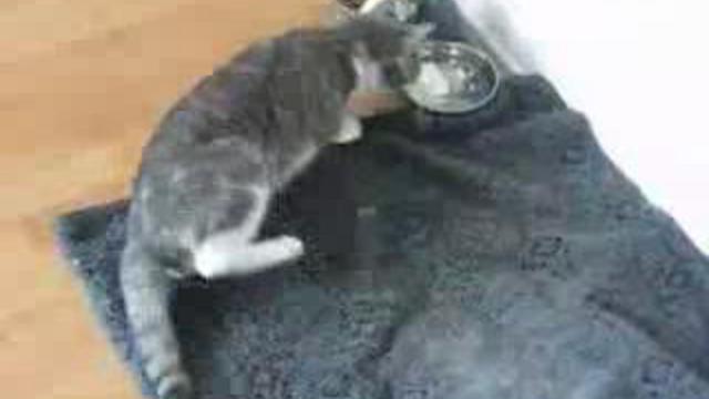 Кота прЁт смотреть онлайн