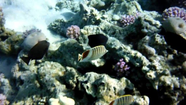 Красноспинные рыбы-бабочки: парочка смотреть онлайн