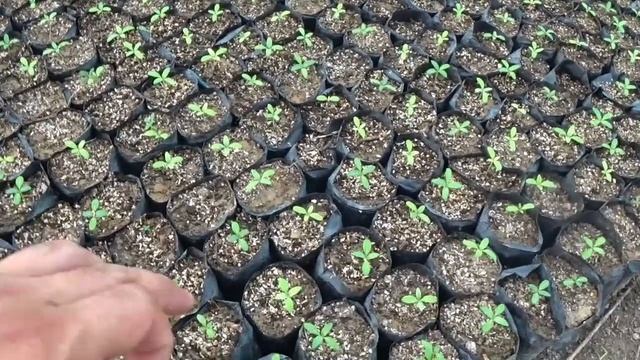 Первая ПОДКОРМКА КАТАРАНТУСОВ. 15 Дней после посева. Выращиваем без рассадным способом. смотреть онлайн