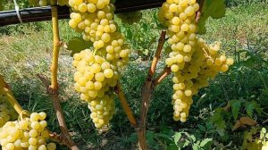 Видео экскурсия по техническим сортам винограда.