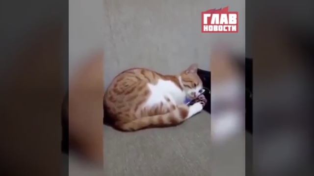 Когда кот скучает по хозяину