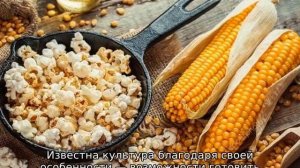 Посадка кукурузы в открытый грунт в Подмосковье