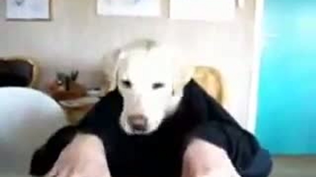 собака ест)))) смотреть онлайн
