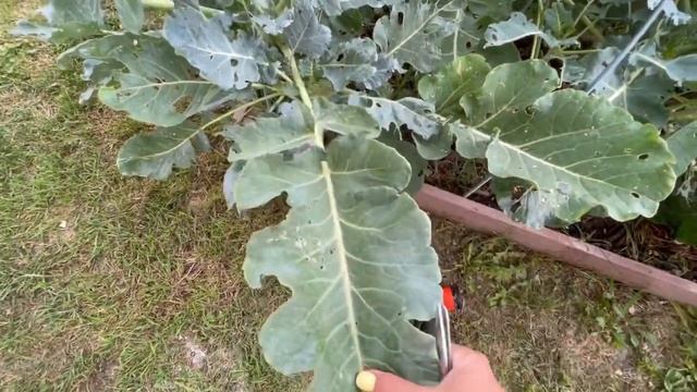 Мой Японский Хонда смотреть онлайн