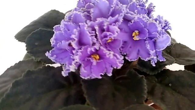 ЛЕ-ЗЕРКАЛО ВЕНЕРЫ. СИНЯЯ ФИАЛКА. ФЛОРА-СПБ. My beautiful African Violet. смотреть онлайн