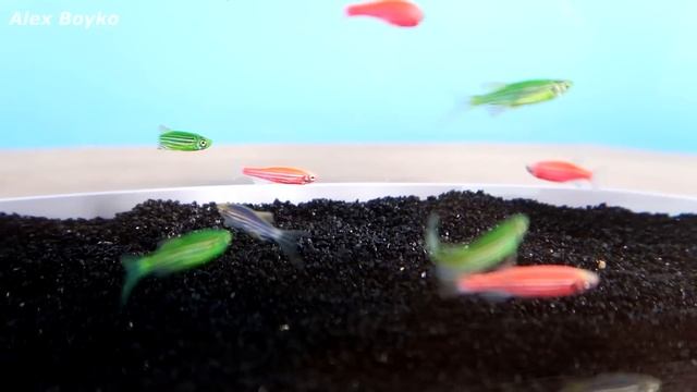 Аквариум XIAOMI. Часть 2. Купил 10 ярких рыбок! смотреть онлайн