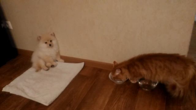 Нимфа(шпиц)!!! Первое знакомство"у кота стресс".Pomeranian Nymph смотреть онлайн