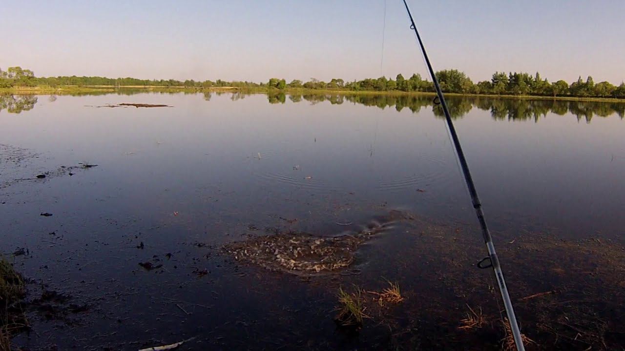 Рыбалка на змееголова. Брачные игры змееголова. Змееголов открытие сезона смотреть онлайн