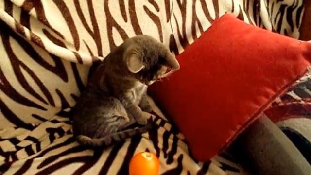 Апельсин - кошачий лиходей. Чего бояться кошки What things are cats afraid of смотреть онлайн