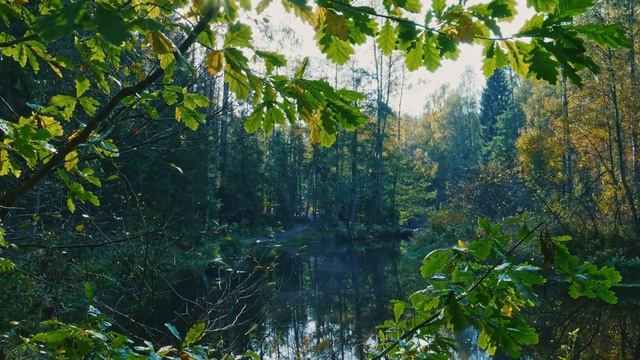 Линдуловская роща. Старейшая в Европе лиственничная роща! смотреть онлайн