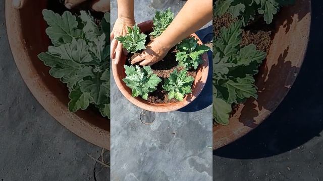 Посада низкорослой хризантемы в кашпо. смотреть онлайн