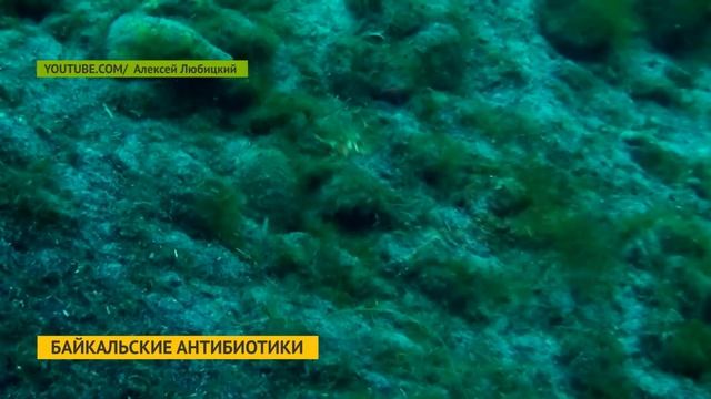 Биологи выделили пять новых видов из байкальских рачков смотреть онлайн