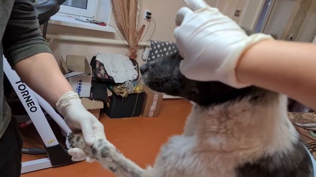 Луна подобранная с канавы заболела Энтеритом? я в шоке, боримся за ее жизнь! смотреть онлайн