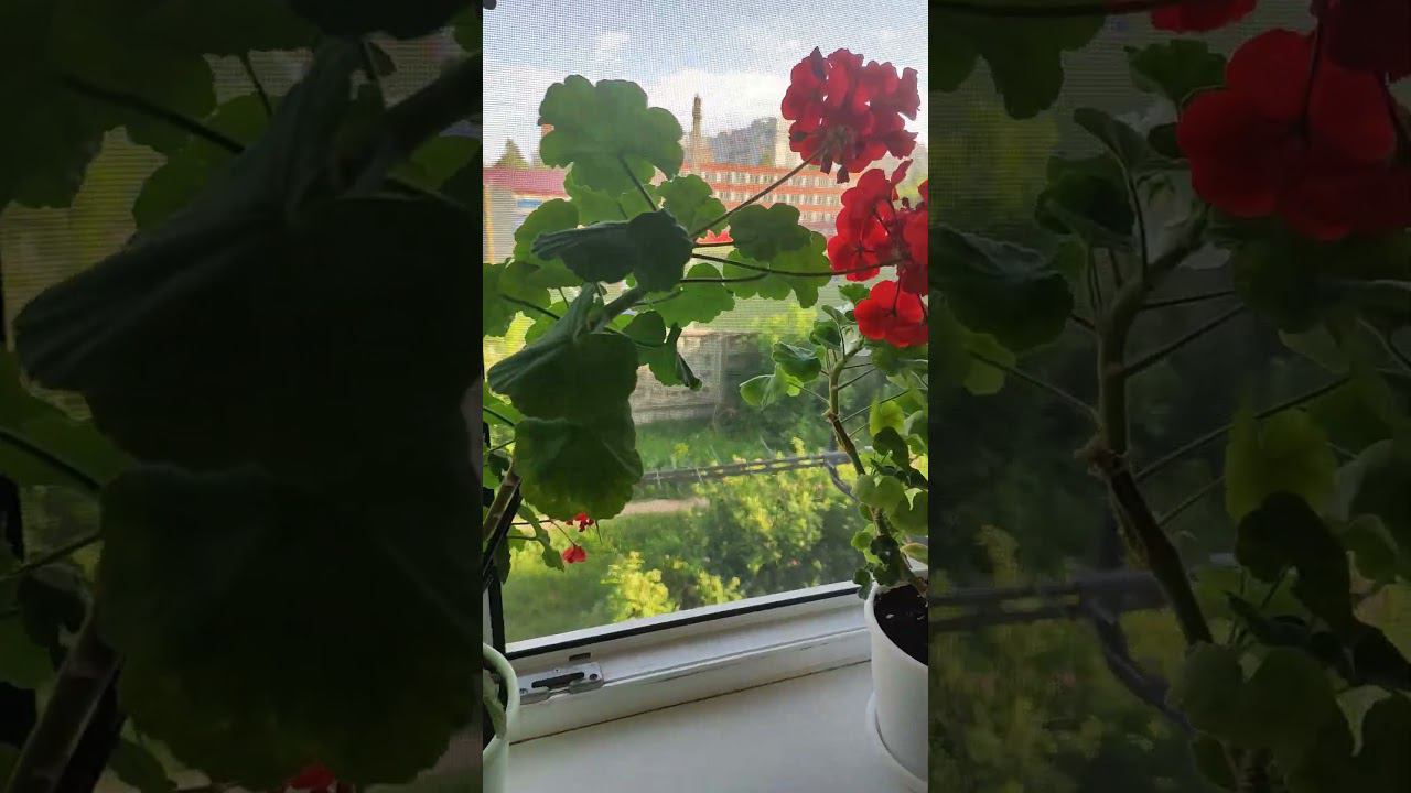 Летний салат из солнечных фруктов)) смотреть онлайн