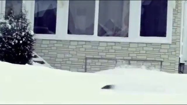 КОШКИ ЛЮБЯТ СНЕГ.СМОТРИ И СРАВНИВАЙ смотреть онлайн