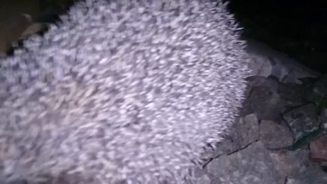 Как ходят ночью ежики смотреть онлайн