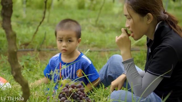 Harvesting Sapodilla Garden, Grape Garden Go To The Market To Sell - Lý Thị Hoa