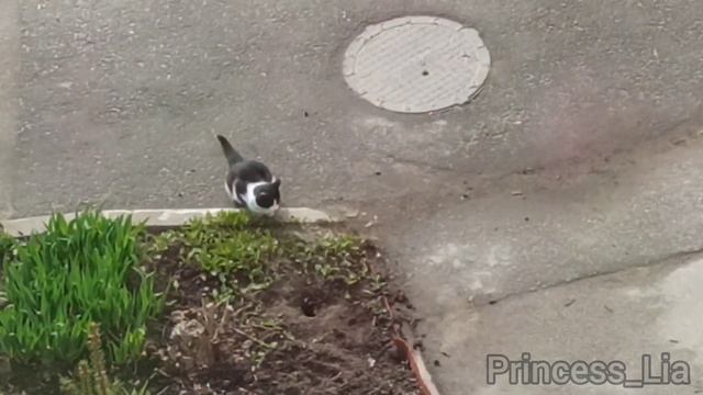 когда только посеяла цветы на клумбе смотреть онлайн