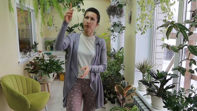 Полив комнатных растений зимой. Освещение и влажность воздуха в моём зимнем саду! смотреть онлайн