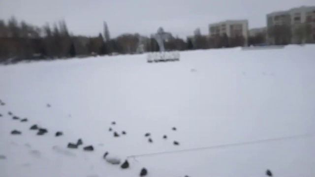 прямо по снегу ходят уточки 2 января