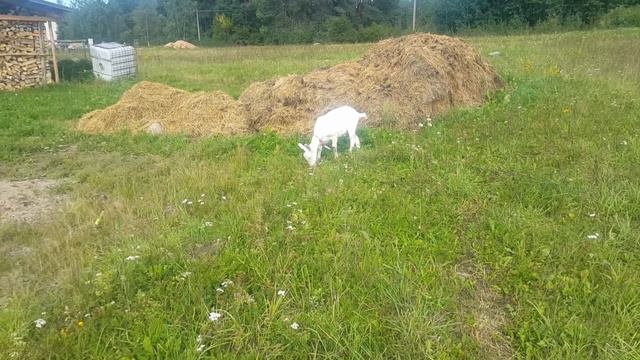 Новинкая в хозяйстве. покупка зааненской козачки. смотреть онлайн