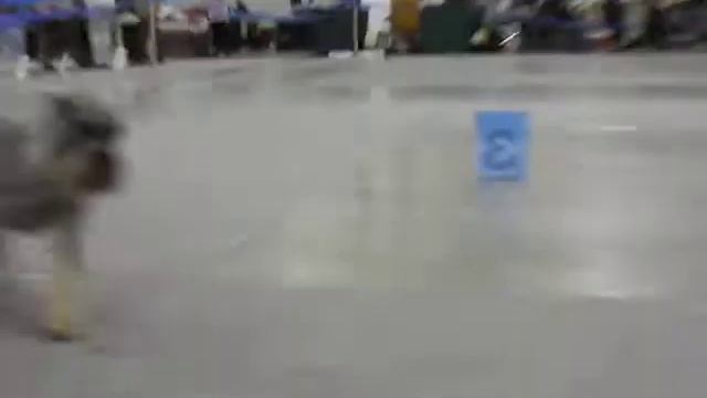 Моно Россия-2011. Шнауцеры. Аве Конкорд Файр Леди смотреть онлайн