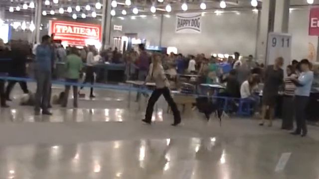 "Россия-2011" Салюки смотреть онлайн