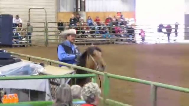Kiger Mustang Stallion, Regalo De Gran Corazon , Albany Expo 2010