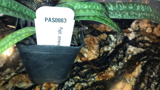 Королевы января 2020. Цветение орхидей ванда, каттлея, дендробиум, башмачки, толумнии и др орхидеи. смотреть онлайн