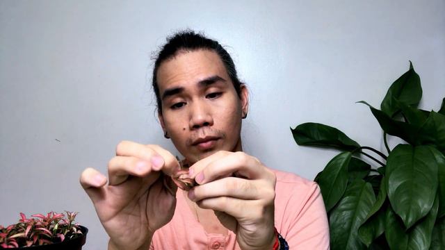 EP23: Fittonia Care (Eng Sub)