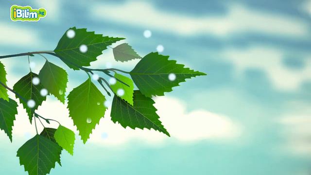 Эмне үчүн күзүндө жалбырактар саргайып түшүшөт?