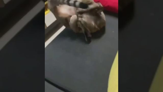 смотри что умеет кот.mp4 смотреть онлайн