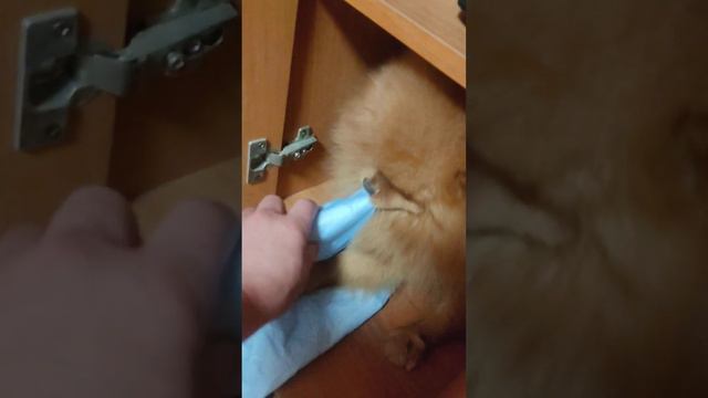 @Шпиц Лёва после вязки. #Шпиц смотреть онлайн