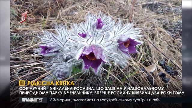Рідкісна квітка смотреть онлайн