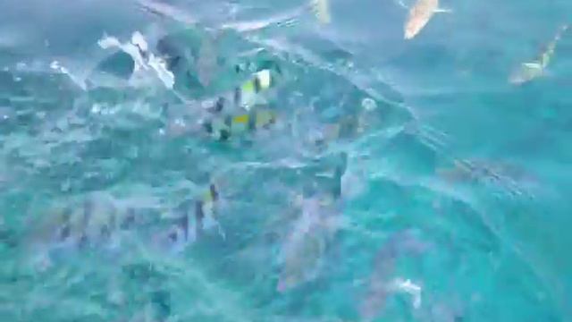 рыбки Красного моря смотреть онлайн
