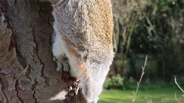 Листья падают кружа.. Leaves are falling swirling... смотреть онлайн