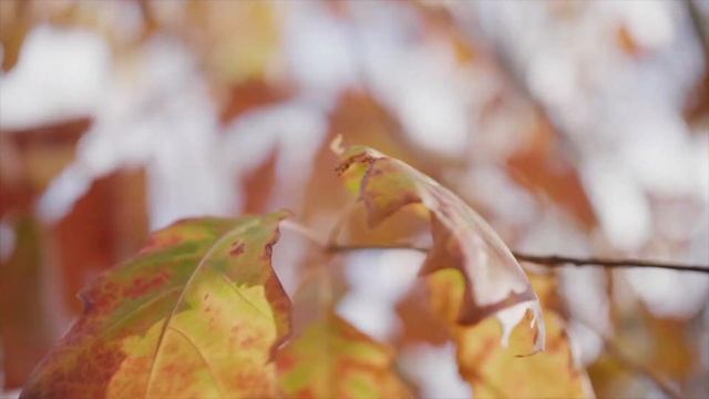 Игорь Северянин - Поэза странностей жизни смотреть онлайн