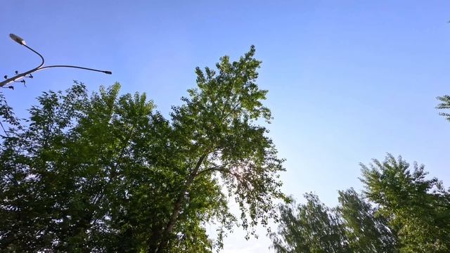 Доброе Утричко от Веги Питбуль — Лишны⭐️?☀️?? смотреть онлайн