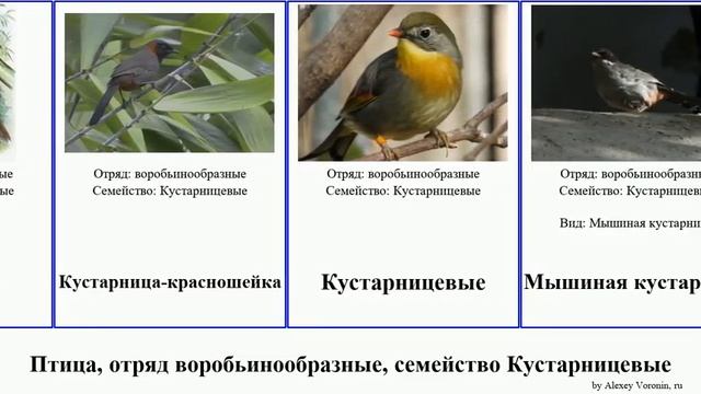 Птица, отряд воробьинообразные, семейство Кустарницевые тимелия дроздовая кустарница birds Пёстрая смотреть онлайн