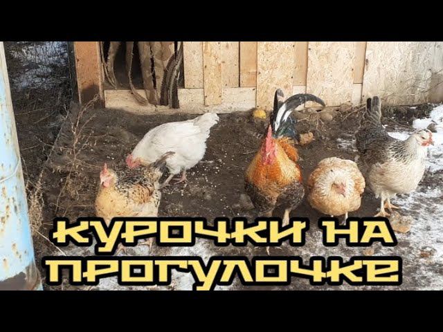 24 декабря - курочки на прогулочке.... смотреть онлайн