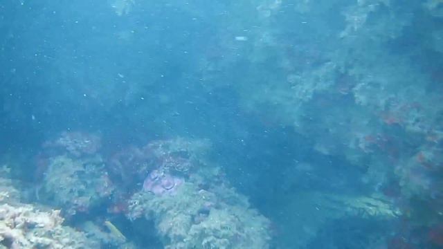 Дайвинг в Средиземном море. Тунис смотреть онлайн