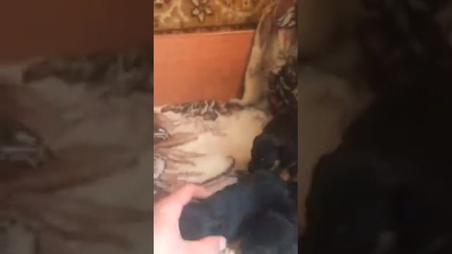 Щенки ягд терьер продажа смотреть онлайн