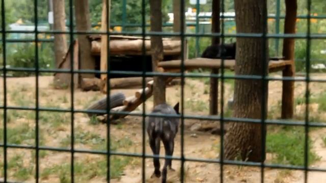 Прогулка в Фельдман Экопарк, Харьков | Feldman Ecopark смотреть онлайн