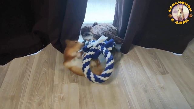 Белка играет со шторой и любимыми игрушками!? Playful squirrel смотреть онлайн